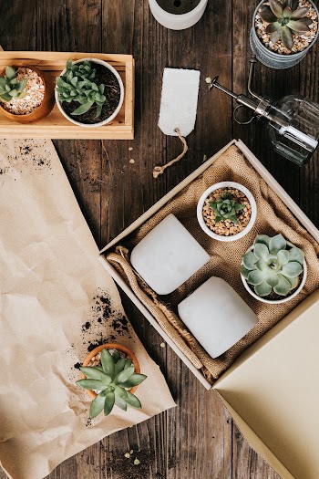 Potted plant delivery packaging from an… | Free stock photo | High Resolution image