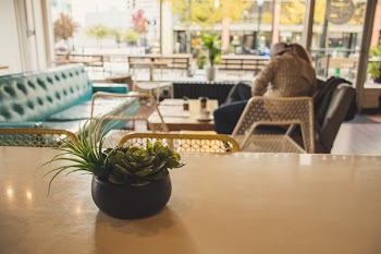 Potted Plant on Table