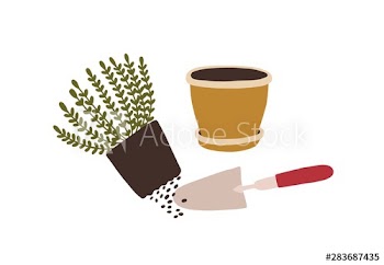 Potted plant transplantation