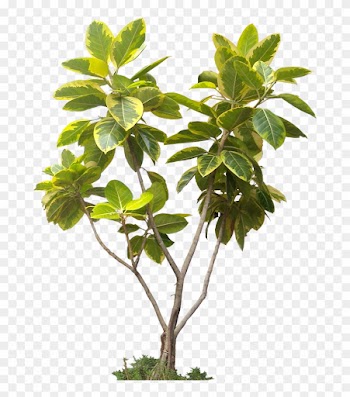 Potted Plant Trees Png Image And Clipart For Free Download - High Resolution Tree Png