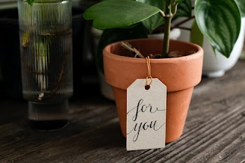 Potted plant with a message for you | Free stock photo | High Resolution image