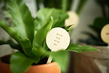 Potted plant with a message grow old with me | Free stock photo | High Resolution image