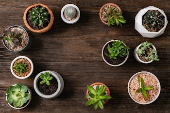 Potted plants flat lay background with blank… | Free stock photo | High Resolution image