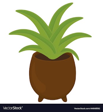 potted succulent plant in clay pot