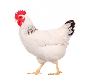 Poultary Farm Chicken, Raw Live Chicken | Delhi | Sajan Kumar Pork ...