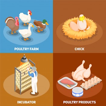 Poultry concept set of chick in nest poultry farm incubator and poultry products square icons isometric Free Vector