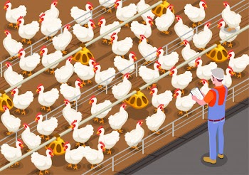 Poultry isometric illustration with staff member on chicken farm controlling feeding of birds Free Vector