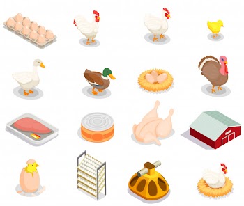 Poultry production isometric set of brood hen bird feeder canned goods eggs gastronomic products isolated Free Vector