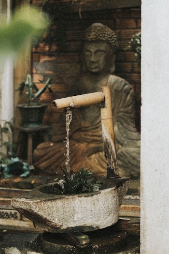 Pouring Water over Green Plant