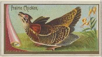Prairie Chicken, from the Game | Free Photo - rawpixel