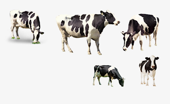 Prairie Cows, Dairy Cow, Grazing, Natural PNG and PSD File for Free ...