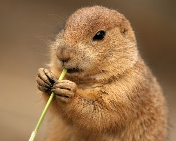 prairie_dog_eating.jpg