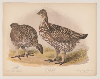 Prairie hen. Cupidonia cupido. 1. | Free Photo - rawpixel