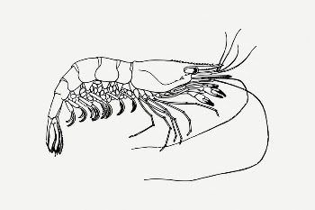 Prawn collage element, seafood illustration | Free PSD Illustration - rawpixel