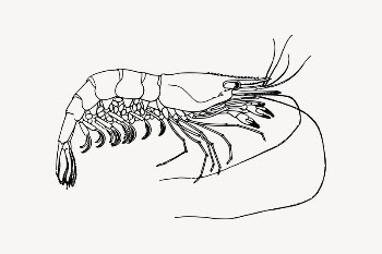Prawn drawing, seafood illustration vector. | Free Vector Illustration - rawpixel