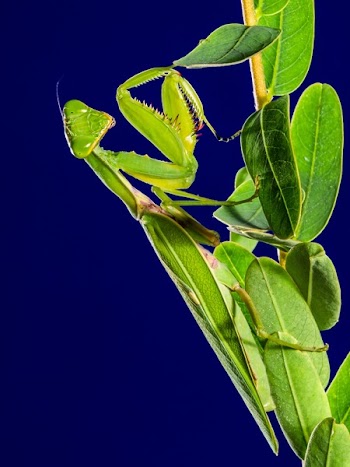 Praying Mantes