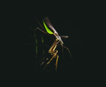 Praying Mantis