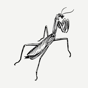 Praying mantis drawing, vintage illustration | Free PSD - rawpixel