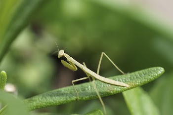 Praying Mantis. Free public domain | Free Photo - rawpixel