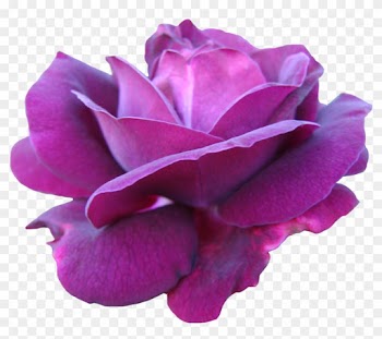 Pre Cut Deep Pink Rose By Jeanmaryanne - Png Purple Rose Flowers Watercolor