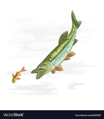 Predatory-fish-pike vector image