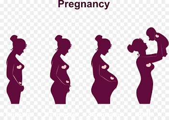 Pregnancy Childbirth Infant Menstruation Fetus - Pregnancy to birth the baby process 