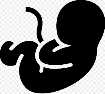 Pregnancy Fetus Infant Embryo Clip art - pregnancy 