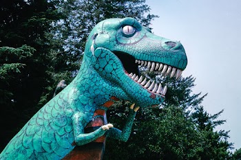 Prehistoric Forest, Port Orford, Oregon… | Free public domain photo