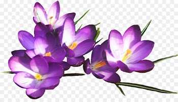 Presentation, Haiku, Teacher, Flower, Flowering Plant PNG