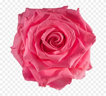 Preserved Rose Baby Pink - Rose