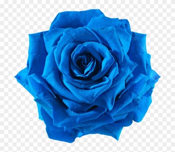 Preserved Rose Blue Electric - Rose Blue Flower Png