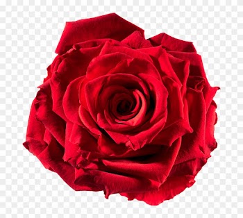 Preserved Rose Red-passion - Roses Pictures To Cut Out