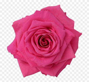 Preserved Rose Red Pink Medium - Rose