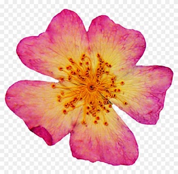 Pressed Dogwood Rose 3 By Jeanicebartzen27 Pressed - Pressed Flower Roses Dried Pink