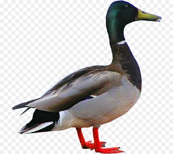 Pressed duck Bird Goose - A duck 