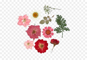Pressed flower craft Collage Flower bouquet Greeting & Note Cards - dried flowers 