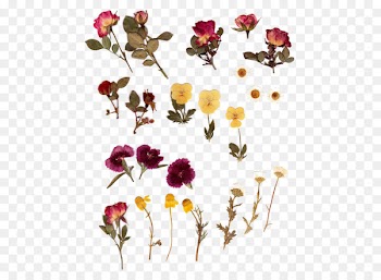 Pressed flower craft Herbarium Flower bouquet - dried flowers 