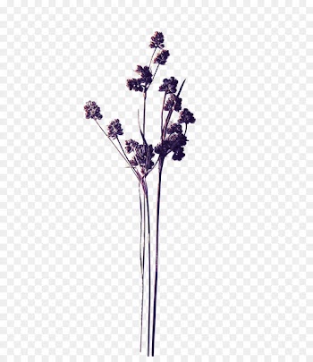 Pressed flower craft Stock photography - Purple dried flowers 