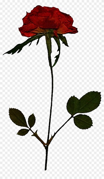 Pressed Rose By Jeanicebartzen27 Pressed Rose By Jeanicebartzen27 - Pressed Rose
