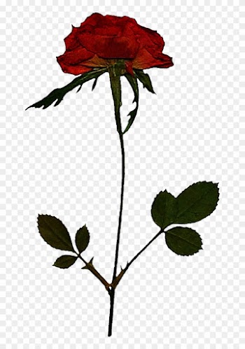 Pressed Rose By Jeanicebartzen27 - Pressed Rose Png
