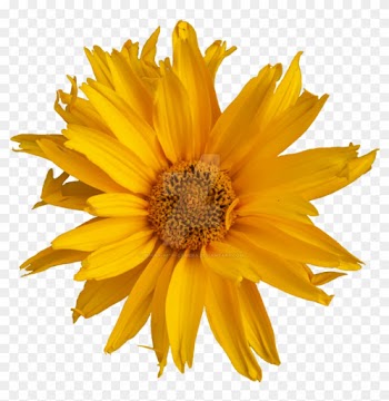 Pretty Yellow Flower Png By Bunny With Camera - Yellow