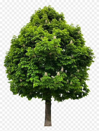 Preview - Chestnut Tree Png