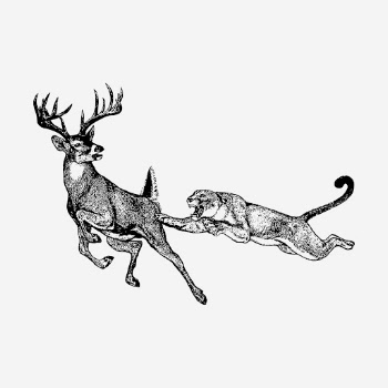 Prey hand drawn illustration. Free | Free Photo - rawpixel