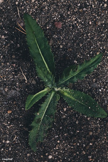 Prickly leaf | Free public domain photo - 600092