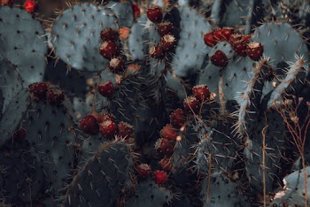 Prickly Pear