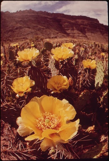 Prickly Pear Cactus Blossoms, 05/1972. | Free Photo - rawpixel