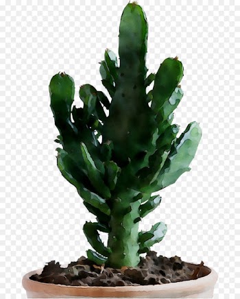 Prickly pear Echinocereus -  