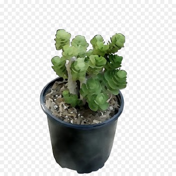 Prickly pear Flowerpot Houseplant Herb -  