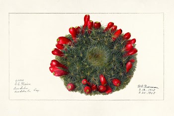 Prickly Pear (Opuntia)(1908) by Deborah Griscom Passmore. Original fro.. | Free public domain illustration - 2286535