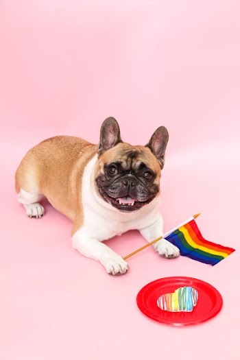 Pride Dog
